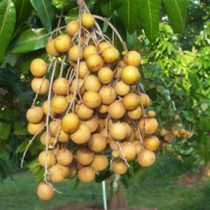 Live Longan Fruit Tree - 8-14 Inch Tall in 6-Inch Pot - Tropical Longan Plant for Home Gardens