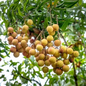 Live Longan Fruit Tree - 8-14 Inch Tall in 6-Inch Pot - Tropical Longan Plant for Home Gardens