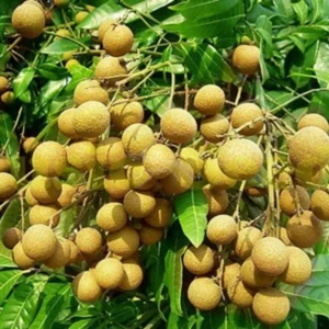 Live Longan Fruit Tree - 8-14 Inch Tall in 6-Inch Pot - Tropical Longan Plant for Home Gardens
