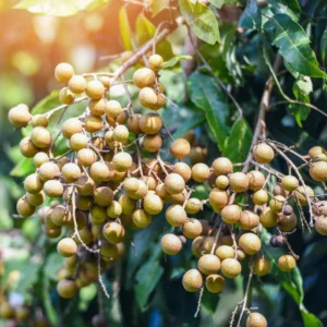 Longan Fruit Tree In 6 Inch Pot, Size 8-14 Inch Tall, Tropical Longan Plant Live, Longan Tree Live Plant