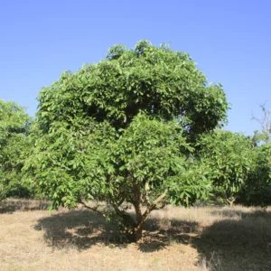 Live Longan Fruit Tree - 8-14 Inch Tall in 6-Inch Pot - Tropical Longan Plant for Home Gardens