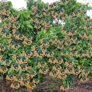 Live Longan Fruit Tree - 8-14 Inch Tall in 6-Inch Pot - Tropical Longan Plant for Home Gardens