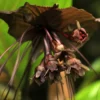 2 Black Bat Flower Plants - Tacca Black Bat Orchid in 2 Inch Pots - Unique Flowering Tacca Plants