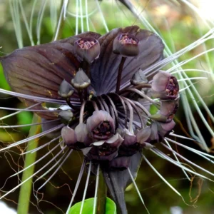 2 Black Bat Flower Plants - Tacca Black Bat Orchid in 2 Inch Pots - Unique Flowering Tacca Plants
