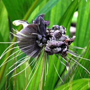2 Black Bat Flower Plants - Tacca Black Bat Orchid in 2 Inch Pots - Unique Flowering Tacca Plants