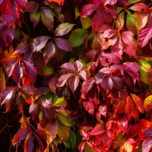 Virginia Creeper Ivy - Set of 3 Bareroot Plants - Fast-Growing Perennial Vine for Ground Cover