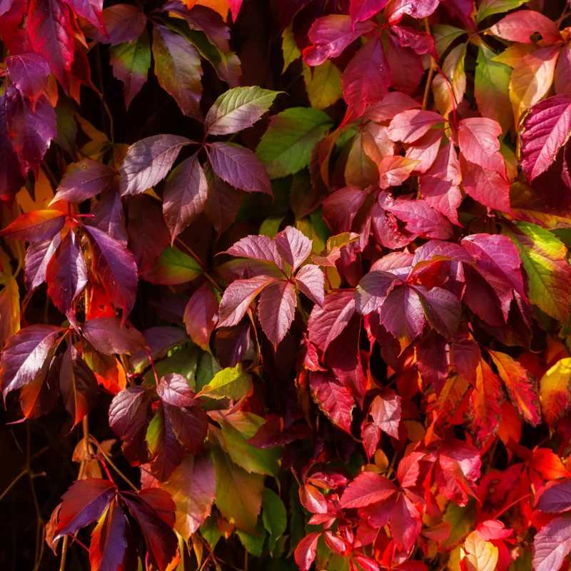 5 Virginia Creeper Bare Root Vines - Live Flowering Ivy Plants for Garden Ground Cover and Wall Climbing