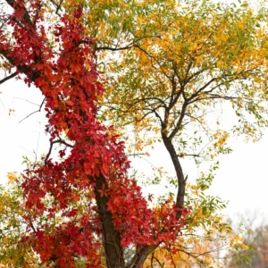 5 Virginia Creeper Bare Root Vines - Live Flowering Ivy Plants for Garden Ground Cover and Wall Climbing