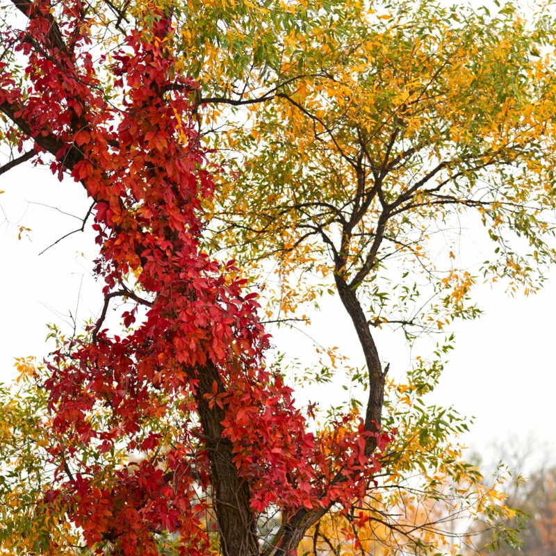 5 Virginia Creeper Bare Root Vines - Live Flowering Ivy Plants for Garden Ground Cover and Wall Climbing