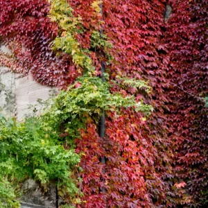 5 Virginia Creeper Bare Root Vines - Live Flowering Ivy Plants for Garden Ground Cover and Wall Climbing