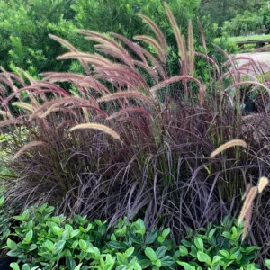 4-Pack Fountain Grass Plants - 5-9 Inch Tall Ornamental Grass Live Plants for Indoor & Outdoor Landscaping