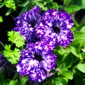 Set 4 Petunia Flowers - 4-8 Inch Tall - Petunia Plants Live for Stunning Garden