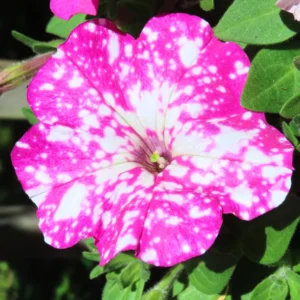 Set 4 Petunia Flowers - 4-8 Inch Tall - Petunia Plants Live for Stunning Garden
