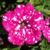2 Petunia Live Plants, Petunia Flowers Seedlings 4-8 Inch Tall, Beautiful Star Blooms for Outdoor Planting