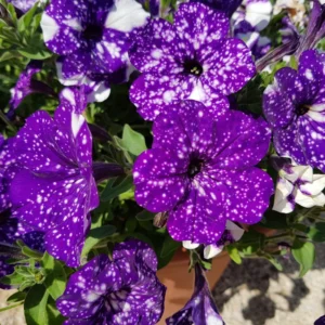 2 Petunia Live Plants, Petunia Flowers Seedlings 4-8 Inch Tall, Beautiful Star Blooms for Outdoor Planting