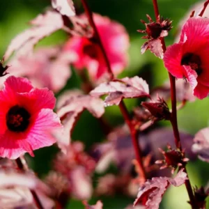 2 Cranberry Hibiscus Plants Live, Live Hibiscus Plants, Hibiscus Flower Plants, Hibiscus Live Plants from 5 Inches Tall Hibiscus Well Rooted for Garden