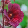 2 Live Hibiscus Plants, Cranberry Hibiscus Plants from 4 to 6 Inches Tall, Live Hibiscus Plant, Hibiscus Starter Plant for Growing