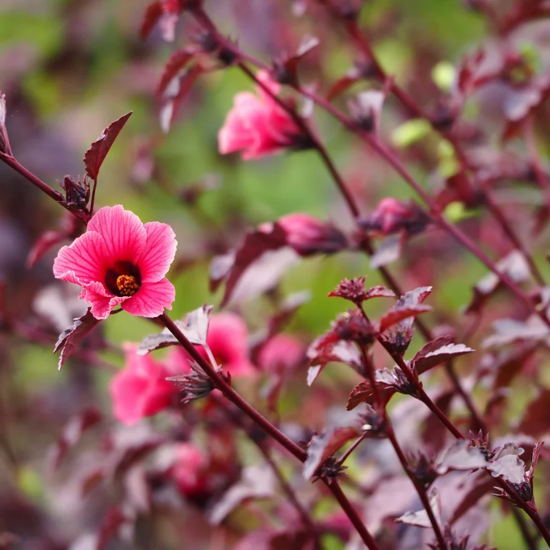 2 Live Hibiscus Plants, Cranberry Hibiscus Plants from 4 to 6 Inches Tall, Live Hibiscus Plant, Hibiscus Starter Plant for Growing