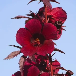 2 Cranberry Hibiscus Plants Live, Live Hibiscus Plants, Hibiscus Flower Plants, Hibiscus Live Plants from 5 Inches Tall Hibiscus Well Rooted for Garden