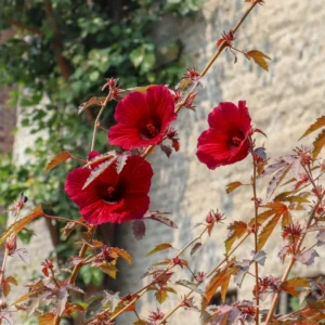 4 Hibiscus Live Plants, Cranberry Hibiscus Plants, 4 to 7 Inches Long, Hibiscus Well Rooted, Live Hibiscus Plants, Hibiscus Plants Live, Easy to Plant