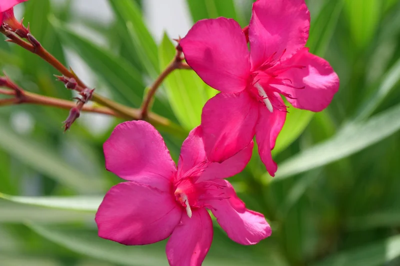 2 Live Oleander Plants, Pink Oleander Plants from 4 to 6 Inches Long, Live Oleander Plants, Oleander Well Rooted, Oleander Live Plants, Easy to Plant