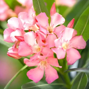 2 Live Oleander Plants, Pink Oleander Plants from 4 to 6 Inches Long, Live Oleander Plants, Oleander Well Rooted, Oleander Live Plants, Easy to Plant