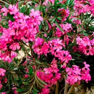 2 Live Oleander Plants, Pink Oleander Plants from 4 to 6 Inches Long, Live Oleander Plants, Oleander Well Rooted, Oleander Live Plants, Easy to Plant