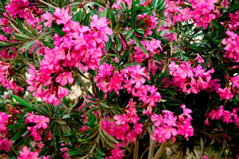2 Live Oleander Plants, Pink Oleander Plants from 4 to 6 Inches Long, Live Oleander Plants, Oleander Well Rooted, Oleander Live Plants, Easy to Plant