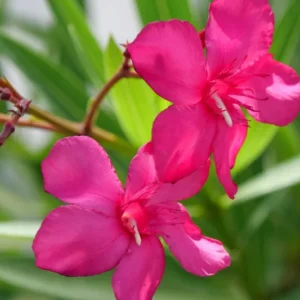 2 Oleander Live Plants, 4 to 6 Inches Tall, Pink Oleander Plants Live, Oleander Well Rooted, Live Oleander Plants for Planting