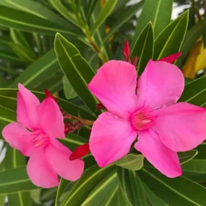 2 Pink Oleander Plants Live, 4 to 6 Inches Tall, Live Oleander Plants, Oleander Live Plants, Oleander Well Rooted for Gardening Indoor Outdoor