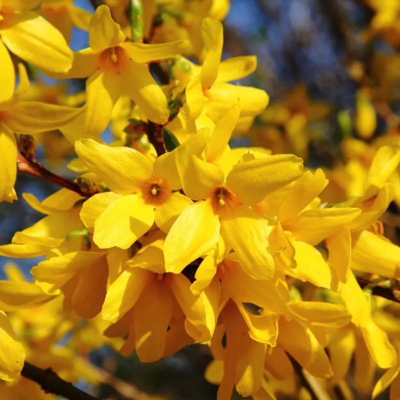 Forsythia Shrubs Bareroots - 10-Pack Lynwood Gold Forsythia Plants 12-18 Inches Tall for Bright Yellow Garden Landscaping