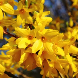 10-Pack Forsythia Plants Live - Lynwood Gold Shrubs 12-18 Inch, Yellow Flowering Forsythia Plants for Garden Landscaping