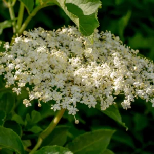 2-Pack Elderberry Trees Live Plant - 6-12 Inch Tall American Black Elderberry Bushes for Fast-Growing Outdoor Gardens