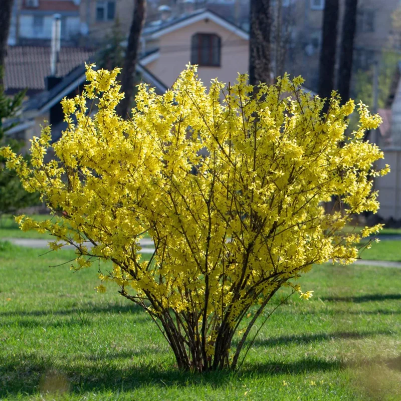 Forsythia Shrubs Bareroots - 10-Pack Lynwood Gold Forsythia Plants 12-18 Inches Tall for Bright Yellow Garden Landscaping