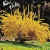 10-Pack Forsythia Plants Live - Lynwood Gold Shrubs 12-18 Inch, Yellow Flowering Forsythia Plants for Garden Landscaping