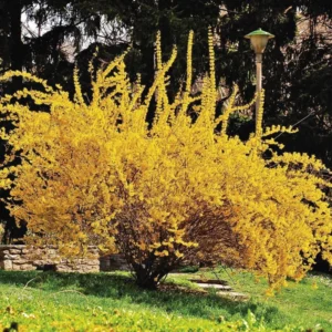 10-Pack Forsythia Plants Live - Lynwood Gold Shrubs 12-18 Inch, Yellow Flowering Forsythia Plants for Garden Landscaping