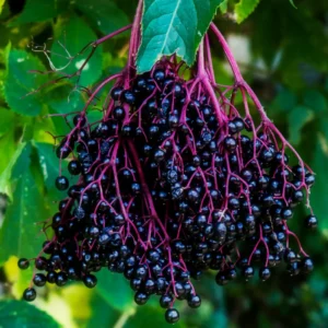 2-Pack Elderberry Trees Live Plant - 6-12 Inch Tall American Black Elderberry Bushes for Fast-Growing Outdoor Gardens