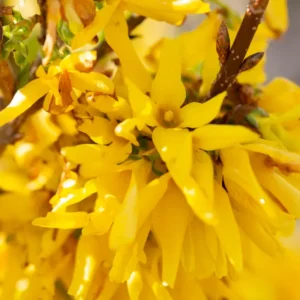 5-Pack Lynwood Gold Forsythia Shrubs Live, Bareroot Plants 12-18 Inches Tall with Bright Yellow Flowers for Garden Planting