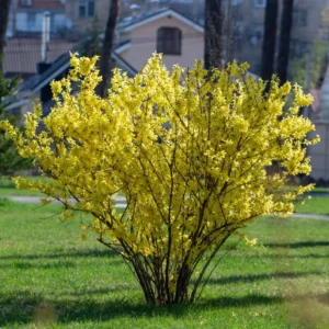 10-Pack Forsythia Plants Live - Lynwood Gold Shrubs 12-18 Inch, Yellow Flowering Forsythia Plants for Garden Landscaping