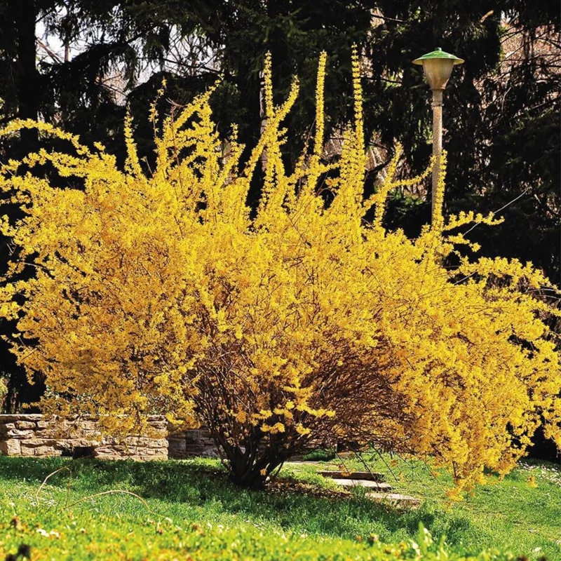 5-Pack Lynwood Gold Forsythia Shrubs Live, Bareroot Plants 12-18 Inches Tall with Bright Yellow Flowers for Garden Planting