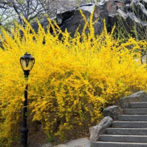 10-Pack Forsythia Plants Live - Lynwood Gold Shrubs 12-18 Inch, Yellow Flowering Forsythia Plants for Garden Landscaping
