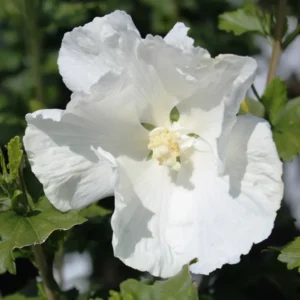 Rose of Sharon Plant Live, 8-14 Inch Hibiscus Althea Tree in Quart Pot, Hibiscus Syriacus for Outdoor Gardening