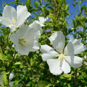 Rose of Sharon Plant Live, 8-14 Inch Hibiscus Althea Tree in Quart Pot, Hibiscus Syriacus for Outdoor Gardening