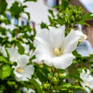 Rose of Sharon Plant Live, 8-14 Inch Hibiscus Althea Tree in Quart Pot, Hibiscus Syriacus for Outdoor Gardening