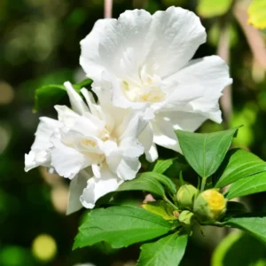 Rose of Sharon Plant Live, 8-14 Inch Hibiscus Althea Tree in Quart Pot, Hibiscus Syriacus for Outdoor Gardening