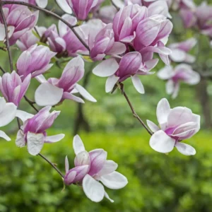 Live Magnolia Tree, 6-12 Inch Magnolia Bush with Fragrant Flowers in 2.5 Inch Pot for Outdoor Garden Planting