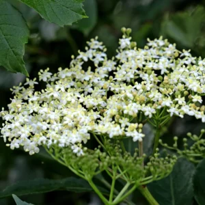 2-Pack American Black Elderberry Bushes Live Plants - 6-12 Inch Tall, Fast-Growing Elderberry Trees for Outdoor Gardens