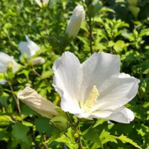 Rose of Sharon Plant Live, 8-14 Inch Hibiscus Althea Tree in Quart Pot, Hibiscus Syriacus for Outdoor Gardening