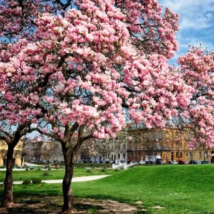 Live Magnolia Tree, 6-12 Inch Magnolia Bush with Fragrant Flowers in 2.5 Inch Pot for Outdoor Garden Planting