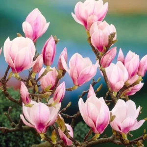 Live Magnolia Tree, 6-12 Inch Magnolia Bush with Fragrant Flowers in 2.5 Inch Pot for Outdoor Garden Planting
